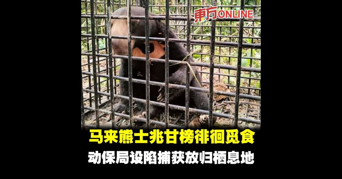 马来熊士兆甘榜徘徊觅食　动保局设陷捕获放归栖息地