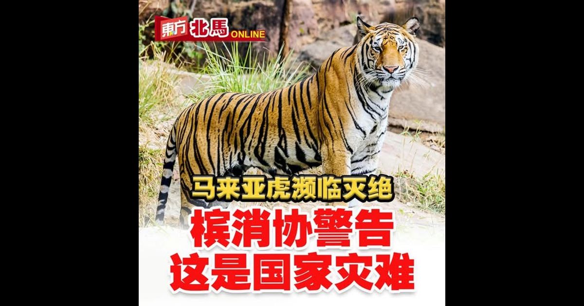 马来亚虎濒临灭绝　槟消协警告这是国家危机