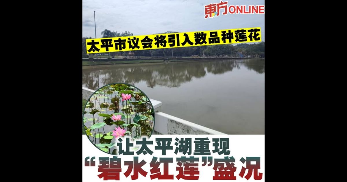 市议会将引入数品种莲花　让太平湖重现“碧水红莲”盛况