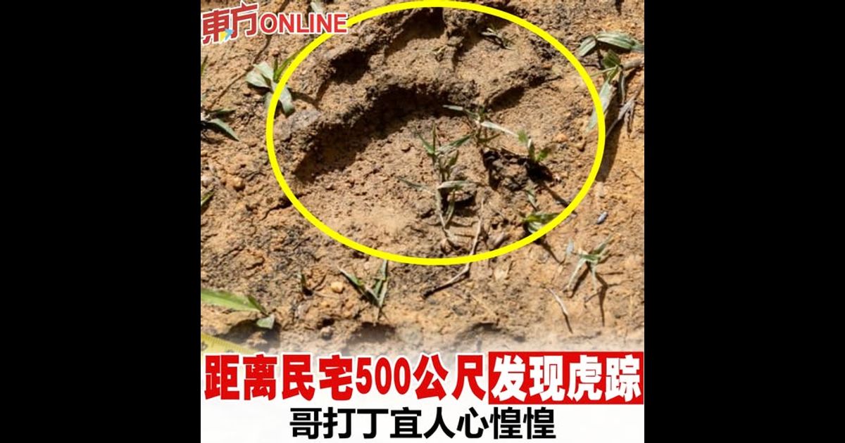 距离民宅500公尺发现虎踪　哥打丁宜人心惶惶