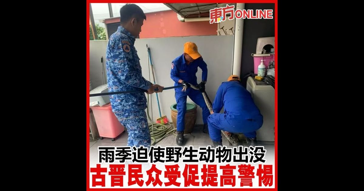 雨季迫使野生动物出没　古晋民众受促提高警惕