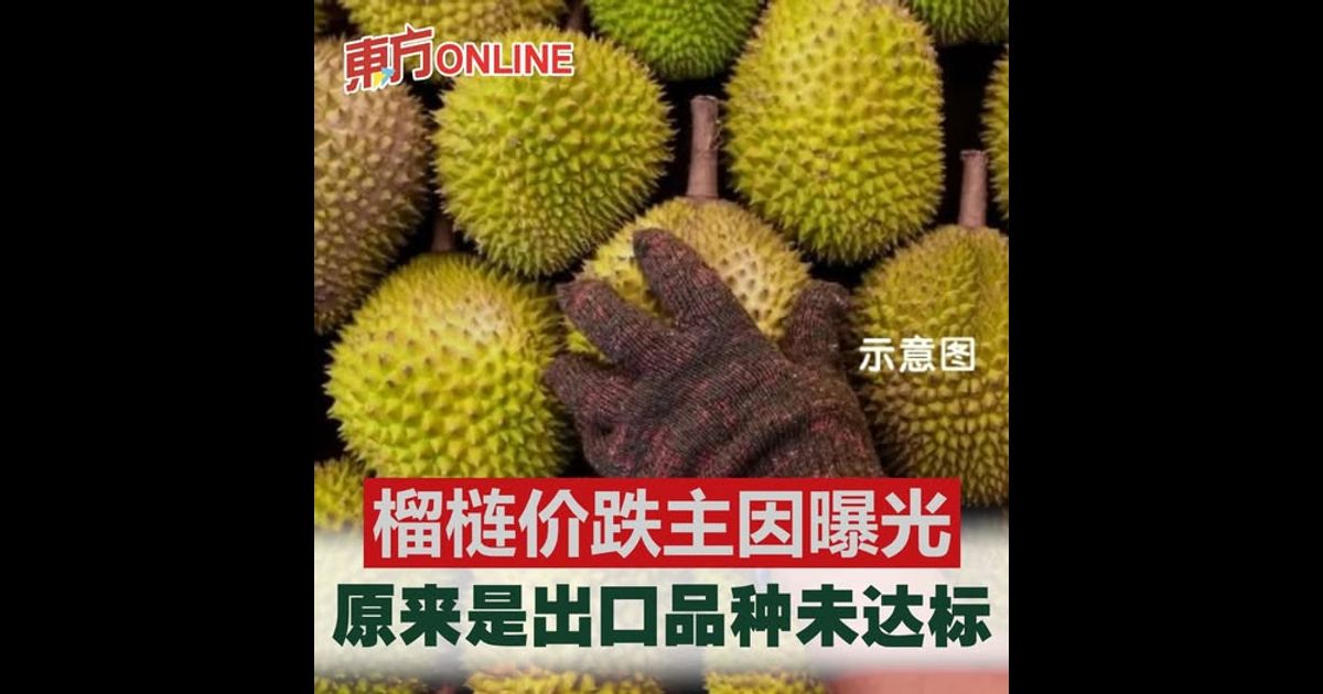 榴梿价跌主因曝光　原来是出口品种未达标