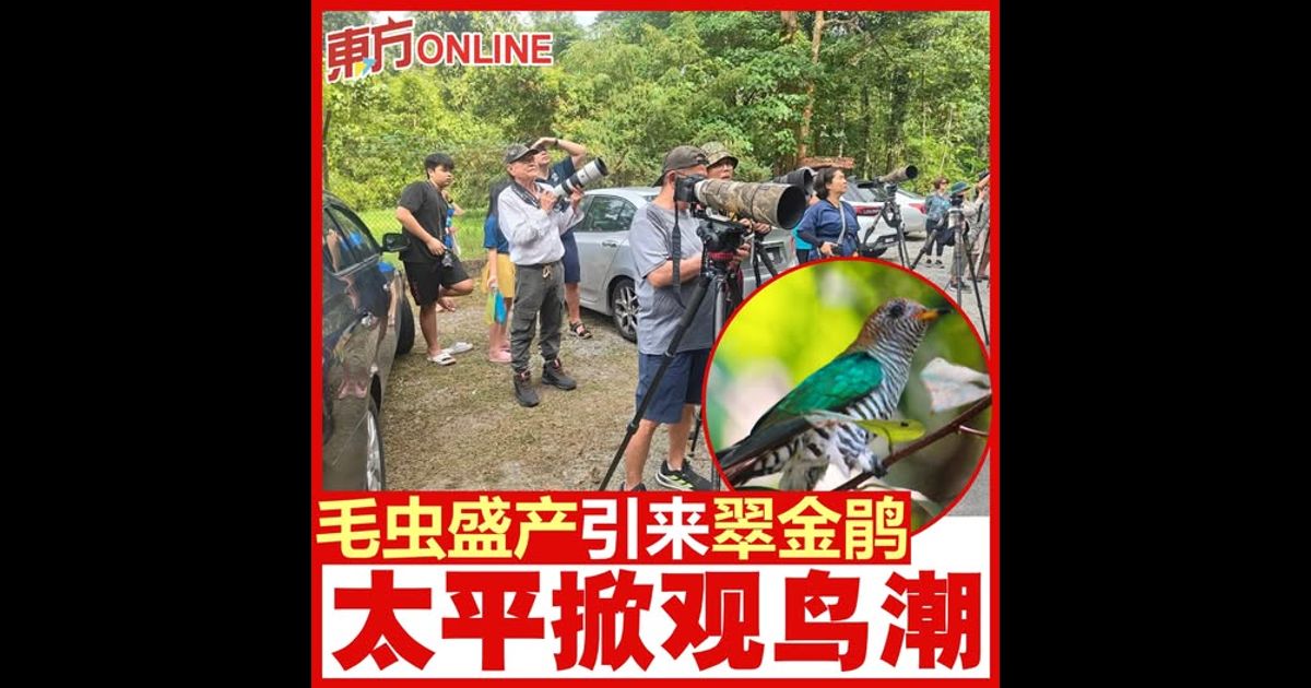 毛虫盛产引来翠金鹃　太平掀观鸟潮