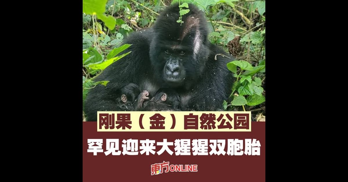 刚果(金)自然公园罕见迎来大猩猩双胞胎