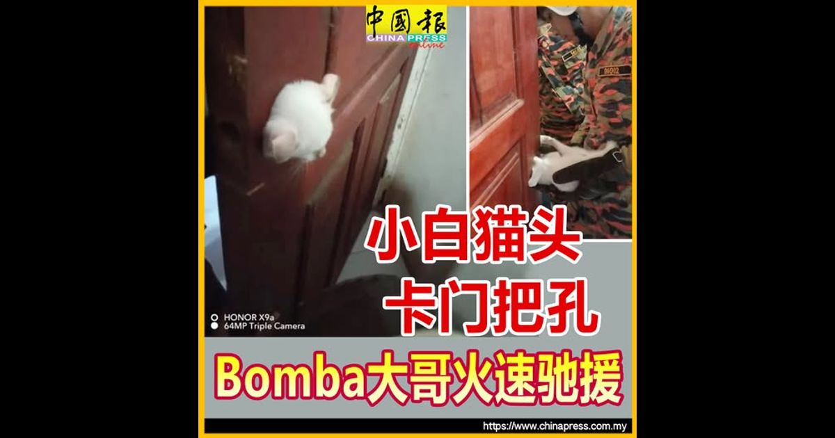小白猫头卡门把孔 Bomba大哥火速驰援