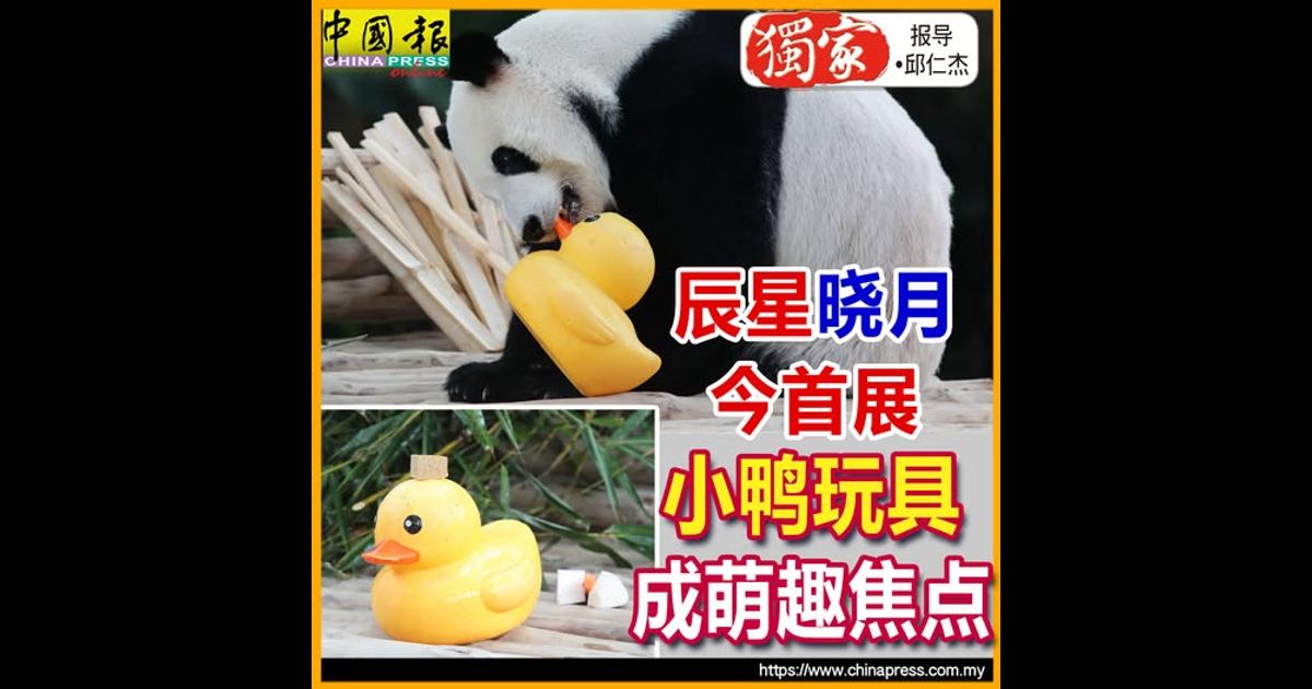 独家‧熊猫来了|辰星晓月今首展 小鸭玩具成萌趣焦点