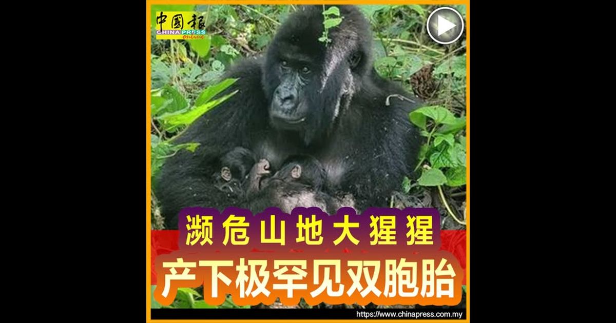 濒危山地大猩猩 产下极罕见双胞胎