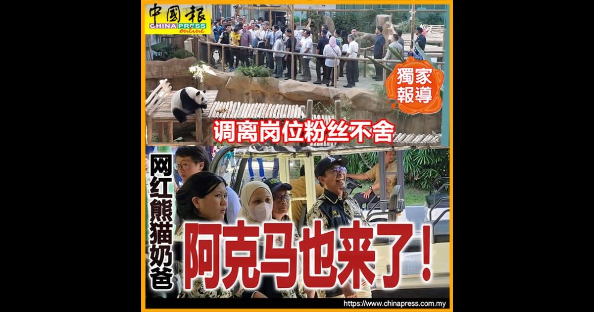 独家-熊猫来了｜调离岗位粉丝不舍 网红熊猫奶爸 阿克马也来了！