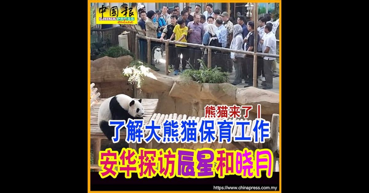 熊猫来了｜了解大熊猫保育工作 安华探访辰星和晓月