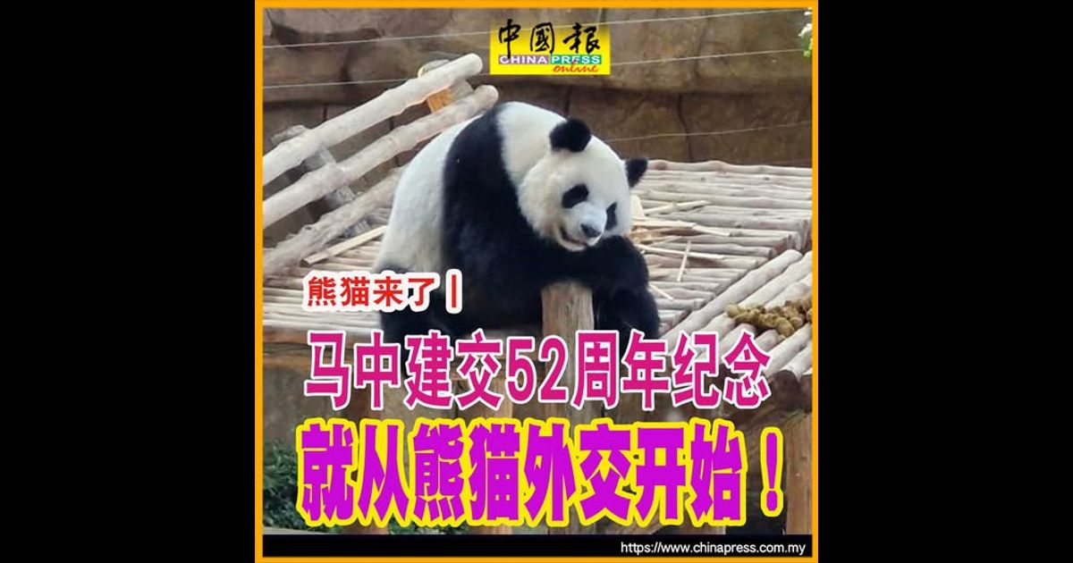 熊猫来了｜马中建交52周年纪念 就从熊猫外交开始！