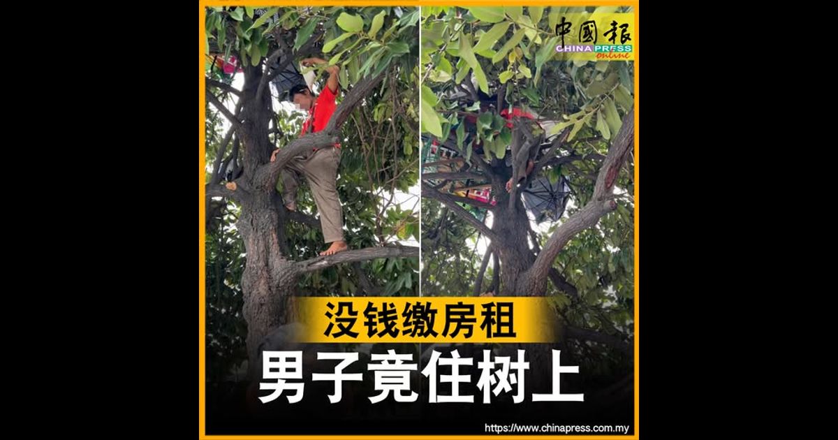 没钱缴房租 男子竟住树上