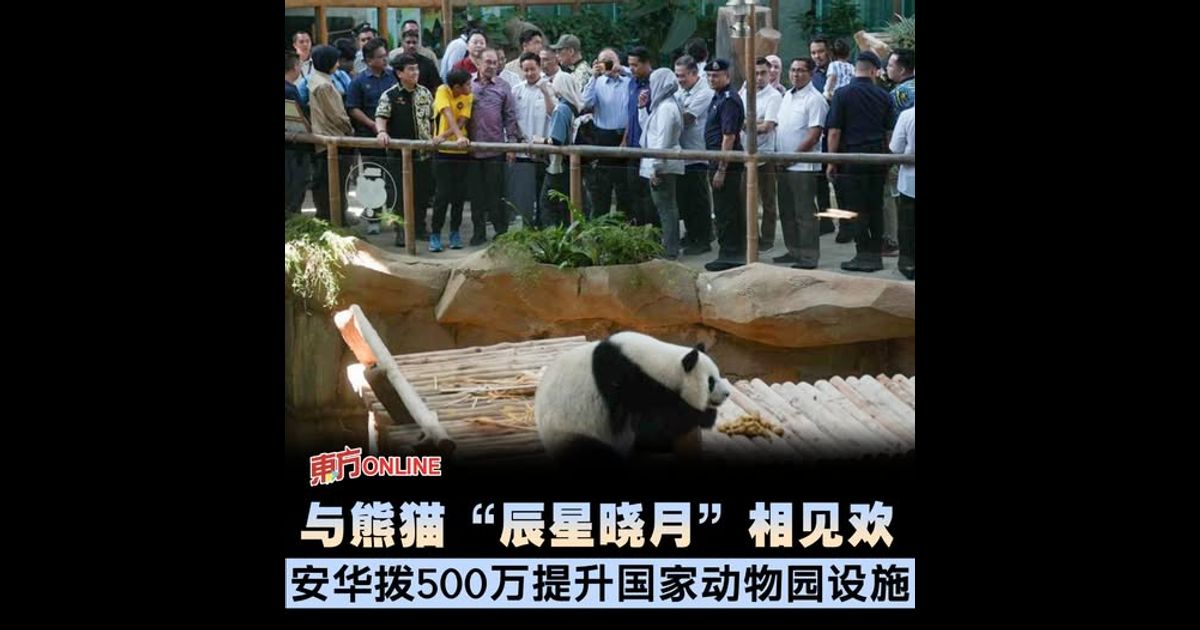 与熊猫“辰星晓月”相见欢　安华拨500万提升国家动物园设施