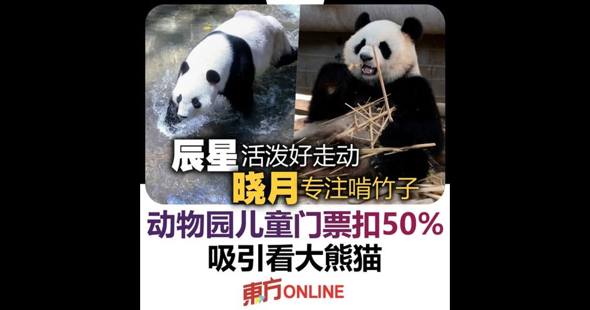 “辰星”活泼好走动 “晓月”专注啃竹子　动物园儿童门票扣50%吸引看大熊猫