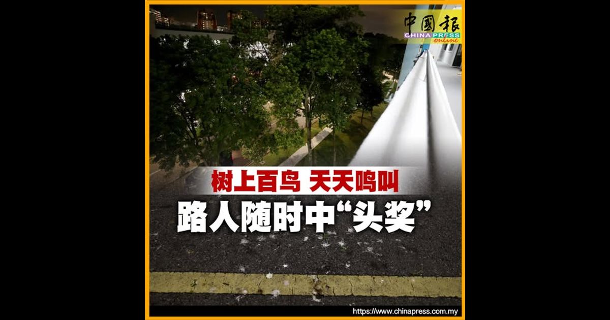 树上百鸟 天天鸣叫 路人随时中“头奖”