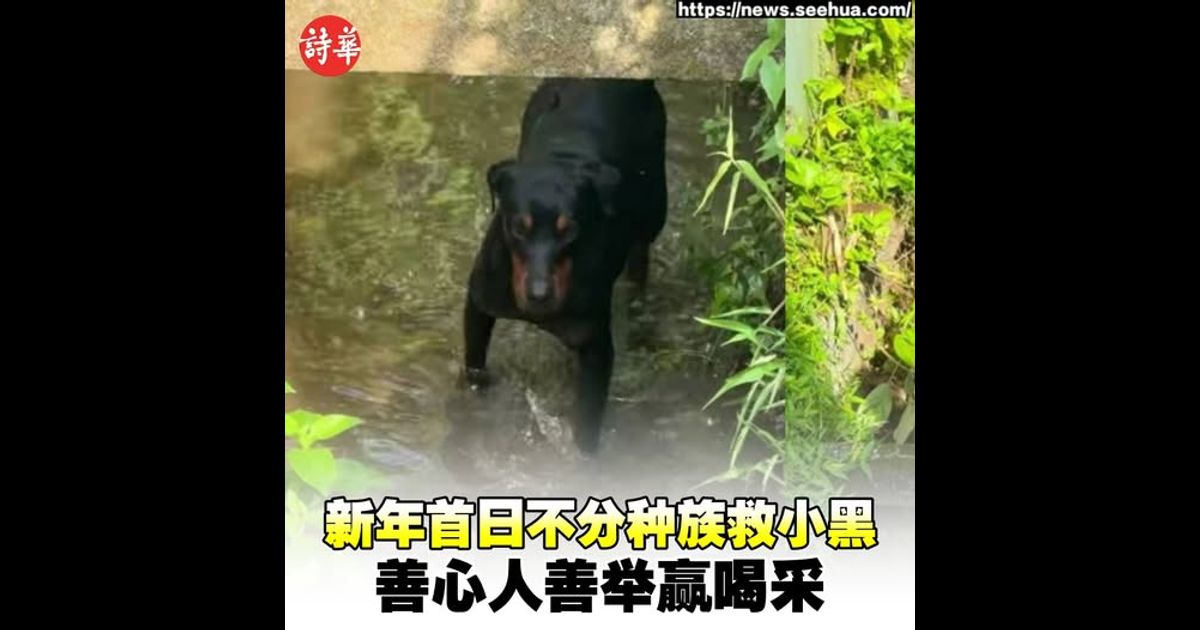 新年首日不分种族救小黑　善心人善举赢喝采