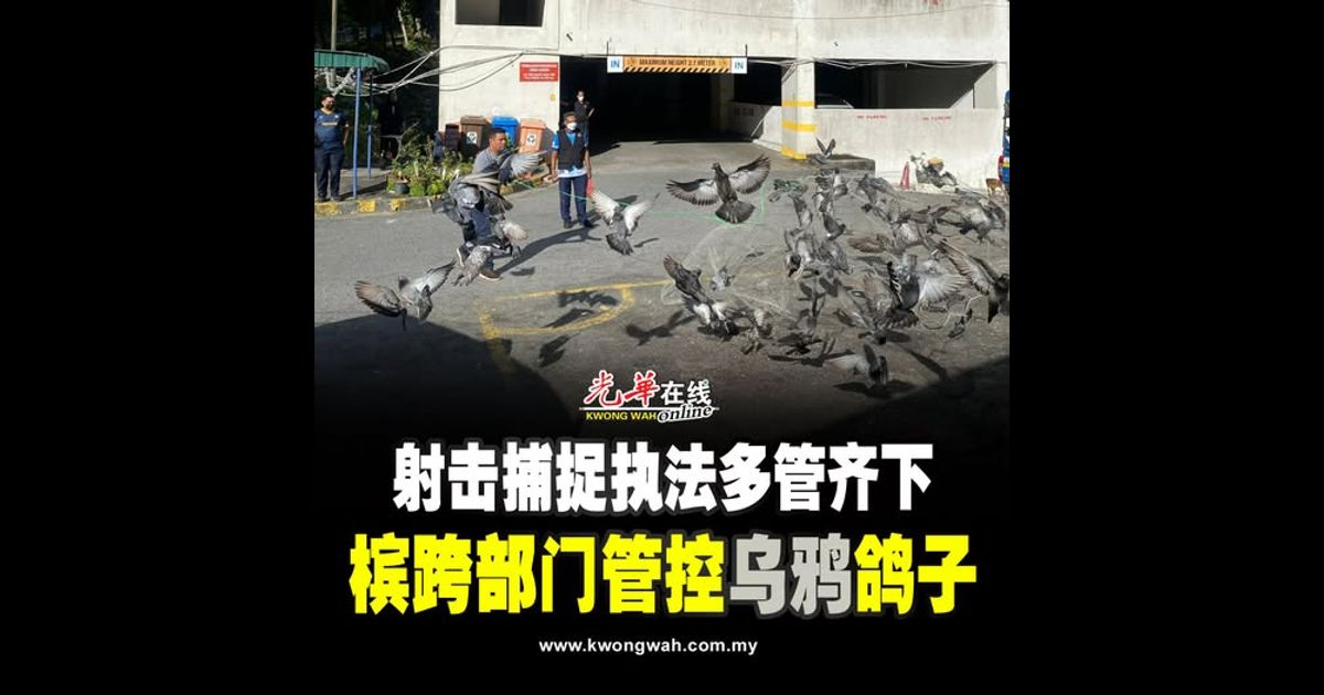 去年射鸦1.7万比前年少 槟州跨部门管乌鸦鸽子