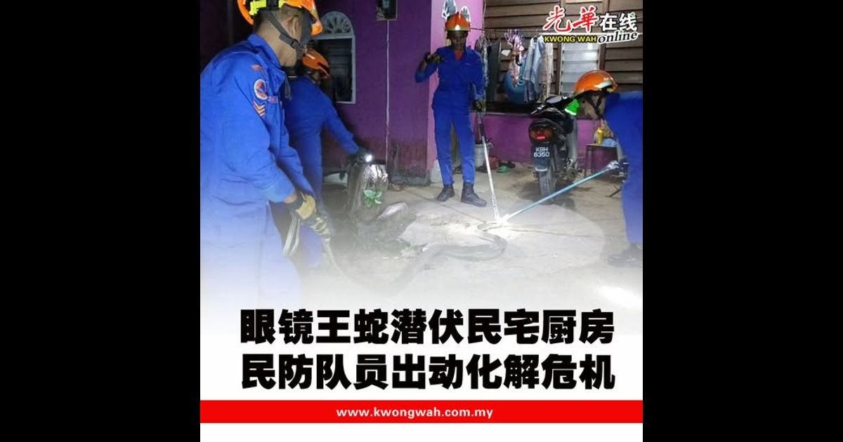 眼镜王蛇潜伏民宅厨房 民防队员出动化解危机(附视频）