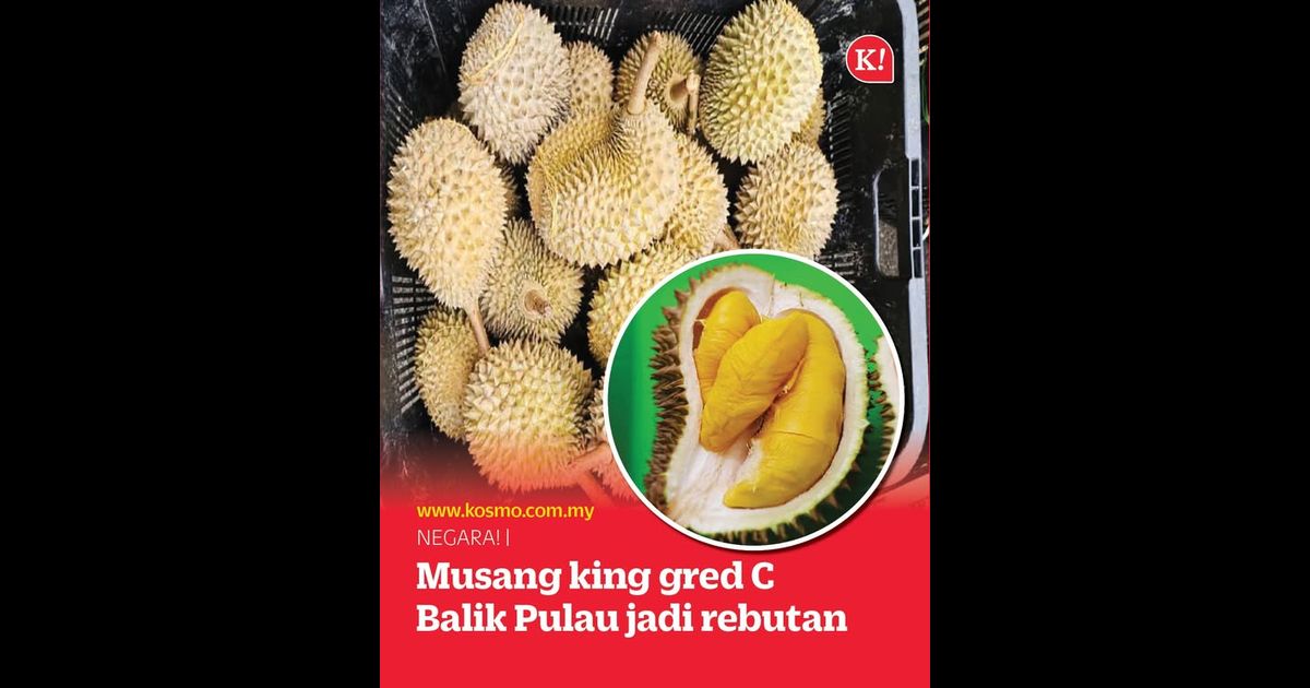 Musang king gred C Balik Pulau jadi rebutan