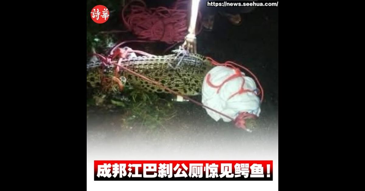 成邦江巴刹公厕惊见鳄鱼！
