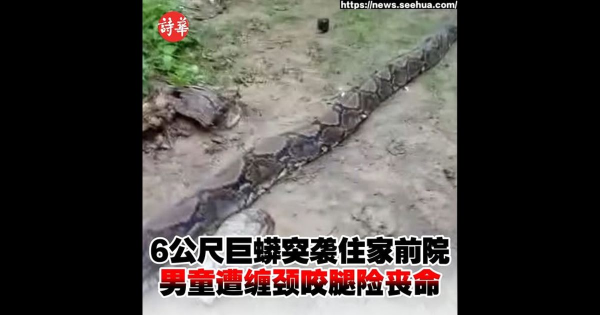 6公尺巨蟒突袭住家前院　男童遭缠颈咬腿险丧命