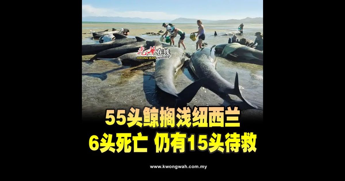 55头鲸搁浅纽西兰 6头死亡 仍有15头待救