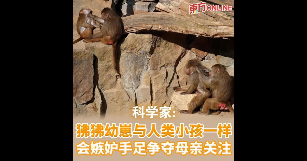 科学家：狒狒幼崽与人类小孩一样　会嫉妒手足争夺母亲关注