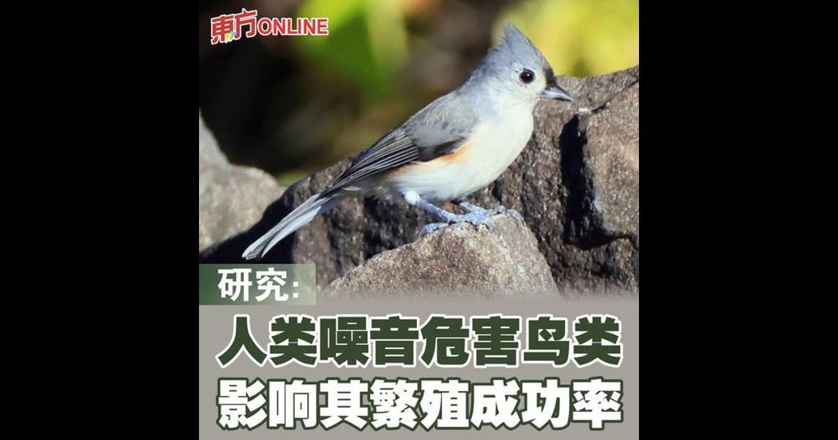研究：人类噪音危害鸟类　影响其繁殖成功率