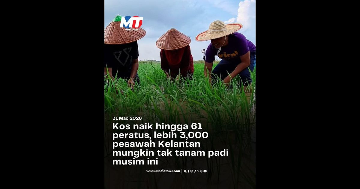 Kos naik hingga 61 peratus, lebih 3,000 pesawah Kelantan mungkin tak tanam padi musim ini