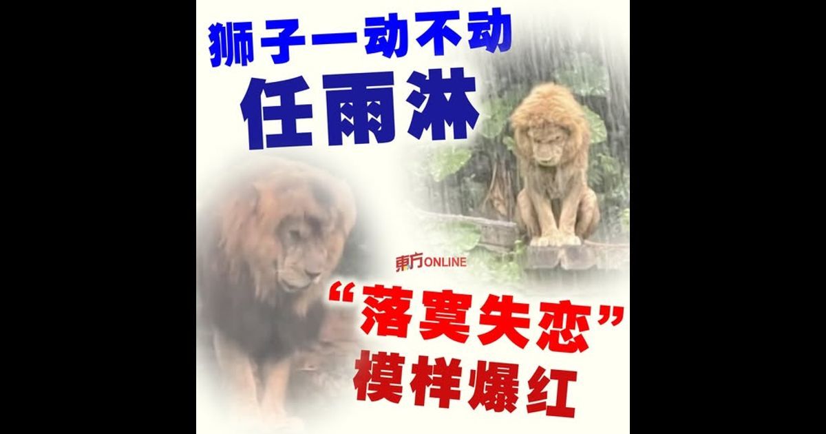 一动不动任雨淋！ 狮子“落寞失恋”模样爆红